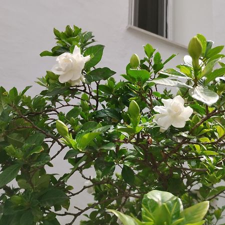 Η Ελπίδα Και Η Γιάννα Ξεκίνησαν Ένα Χώρο Cute Apartment Volos Luaran gambar